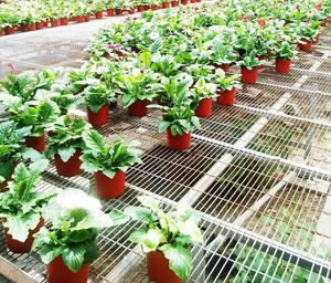 觀賞花網(wǎng)片實例展示